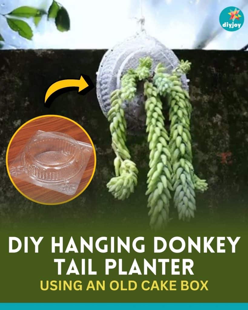 DIY Hanging Donkey Tail Planter Using An Old Cake Box