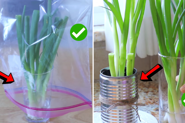 4 Ways to Preserve Scallions for Weeks or Months