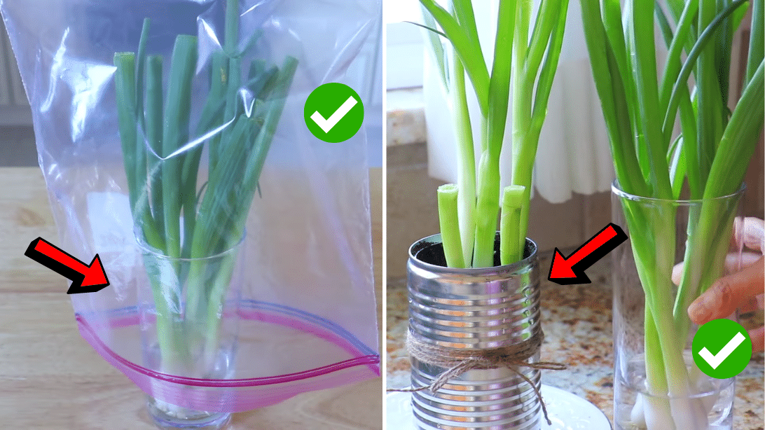 4 Ways to Preserve Scallions for Weeks or Months | DIY Joy Projects and Crafts Ideas