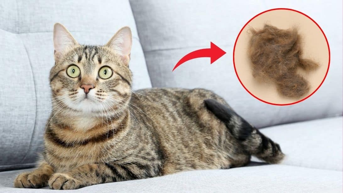 7 Best Ways to Remove Pet Hair | DIY Joy Projects and Crafts Ideas