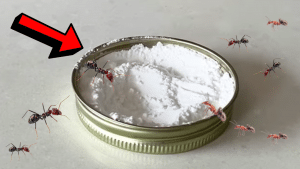 Easy Homemade Non-Toxic Ant Killer Tutorial