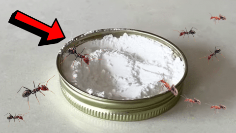 Easy Homemade Non-Toxic Ant Killer Tutorial | DIY Joy Projects and Crafts Ideas