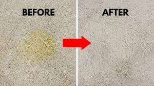 How to Remove Set-In Urine Stains From Carpet