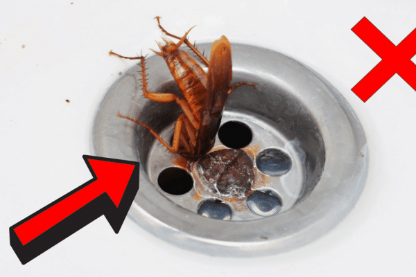 How to Stop Roaches From Coming Up the Drain