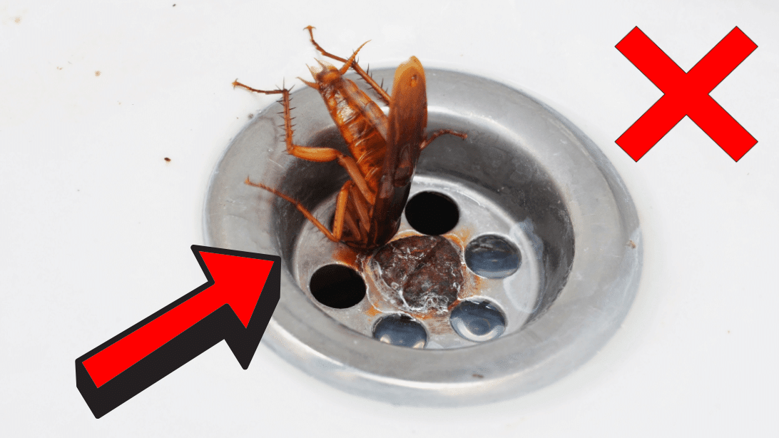 How to Stop Cockroaches From Coming Up the Drain | DIY Joy Projects and Crafts Ideas