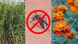 10 Plants That Mosquitoes Hate