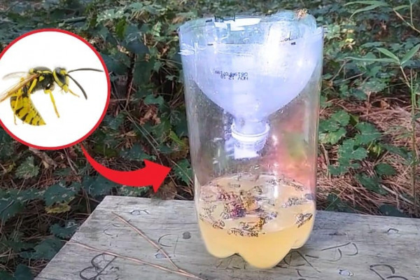 DIY Yellow Jacket Trap