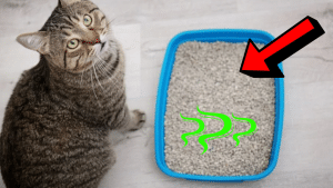 How to Get Rid of Cat Litter Smell in Your House