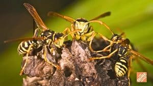 How to Get Rid of Wasps Around the House