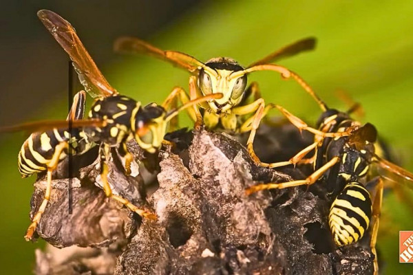 How to Get Rid of Wasps Around the House