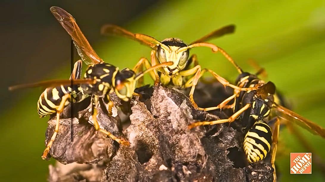 How to Get Rid of Wasps Around the House | DIY Joy Projects and Crafts Ideas