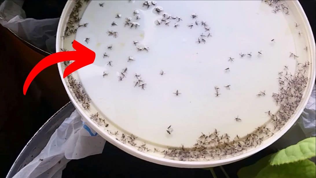 How to Make Gnat Traps | DIY Joy Projects and Crafts Ideas