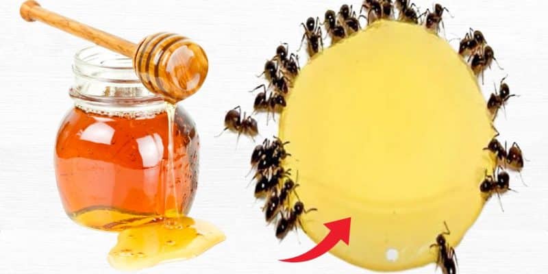 3 Ways to Keep Ants Out of Honey Jars | DIY Joy Projects and Crafts Ideas