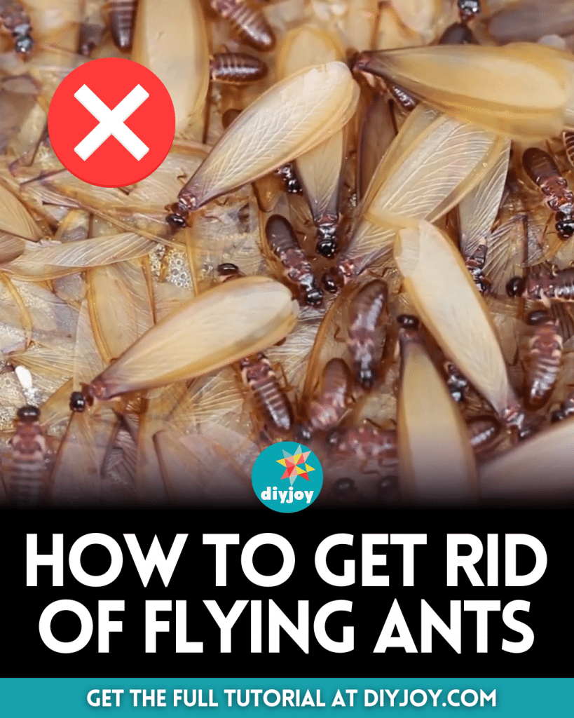 Flying Ants In My House All Of A Sudden