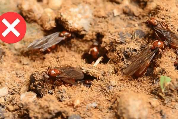 How to Get Rid of Flying Ants