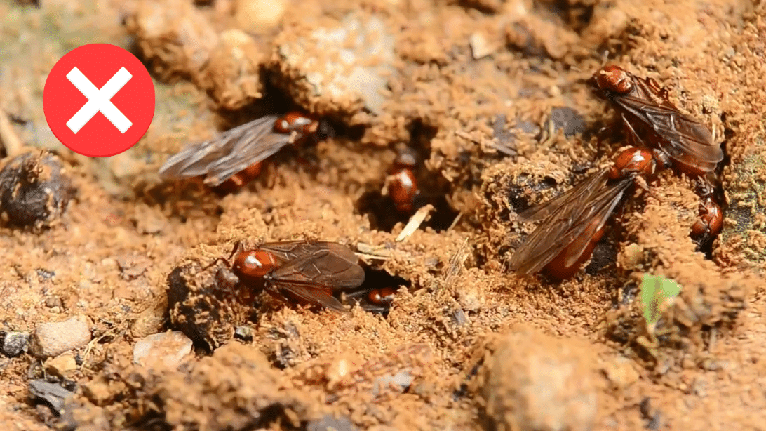 How to Get Rid of Flying Ants | DIY Joy Projects and Crafts Ideas