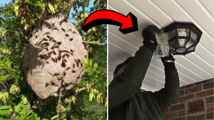 How to Get Rid of Wasp Nests Safely