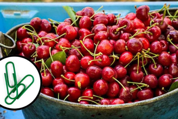 How to Pit a Cherry With a Paper Clip