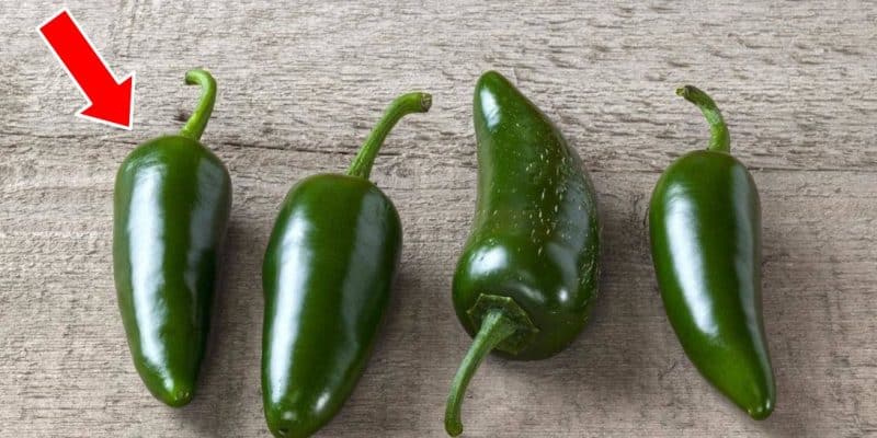 The Trick to Picking a Spicy or Less Spicy Jalapeno Pepper | DIY Joy Projects and Crafts Ideas