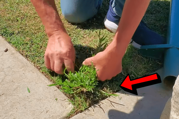 How to Get Rid of Crabgrass