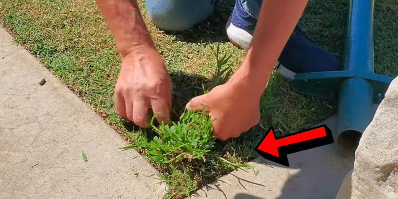 How to Get Rid of Crabgrass | DIY Joy Projects and Crafts Ideas