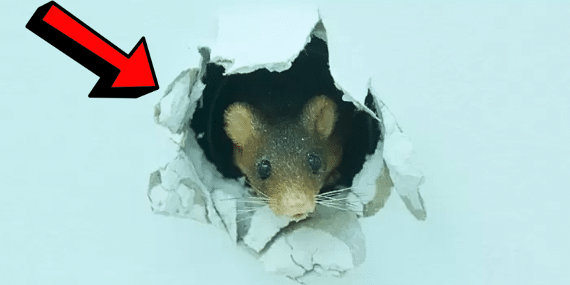 How to Get Rid of Mice in Walls | DIY Joy Projects and Crafts Ideas