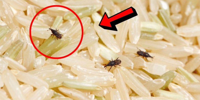 How to Get Rid of Weevils in Rice or Other Food | DIY Joy Projects and Crafts Ideas