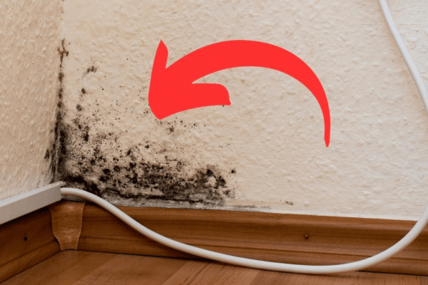 How to Get Rid of Harmful Mold