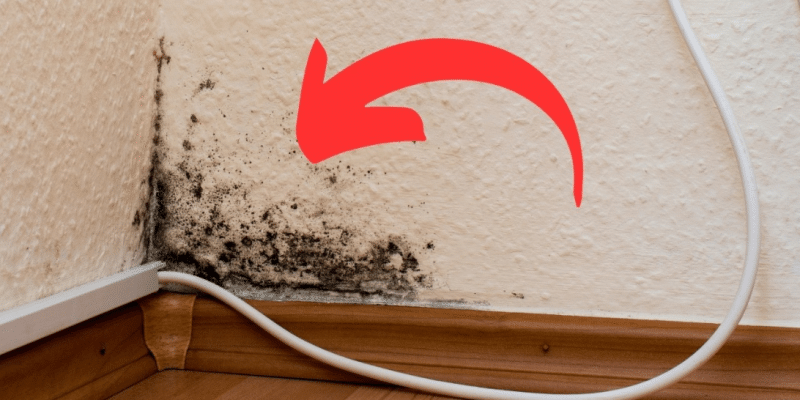 How to Get Rid of Harmful Mold | DIY Joy Projects and Crafts Ideas