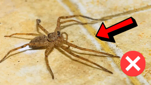 How to Get Rid of Spiders Inside Your House