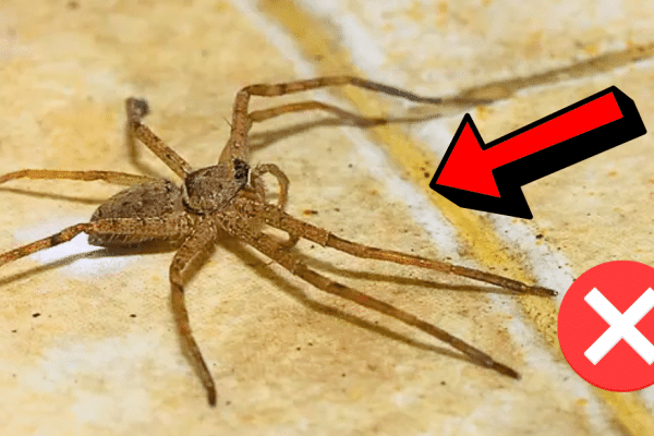 How to Get Rid of Spiders Inside Your House