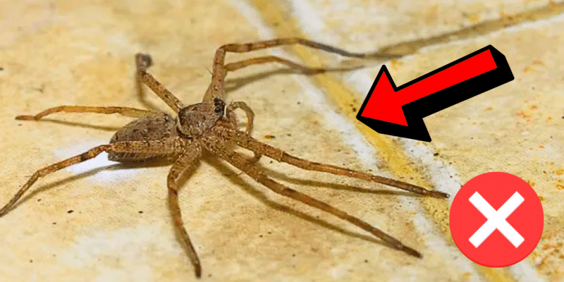 How to Get Rid of Spiders Inside Your House | DIY Joy Projects and Crafts Ideas