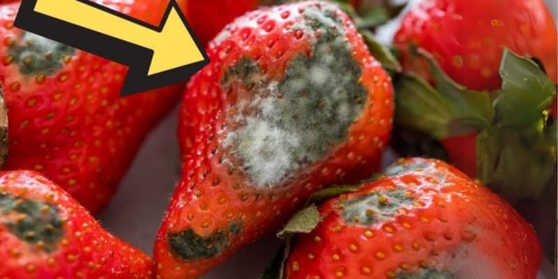 How to Keep Berries Fresh Longer Up to 21 Days | DIY Joy Projects and Crafts Ideas