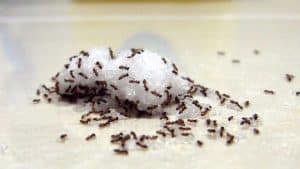 Tips and Tricks For Finding Ant Nests