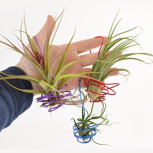 DIY Hanging Air Plants - DIY Plant Hangers and Stands