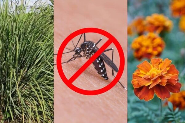 Finished 10 Plants That Mosquitoes Hate, a completed DIY project