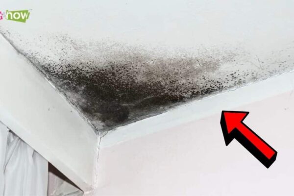 10 Warning Signs of Mold Toxicity in Your Home