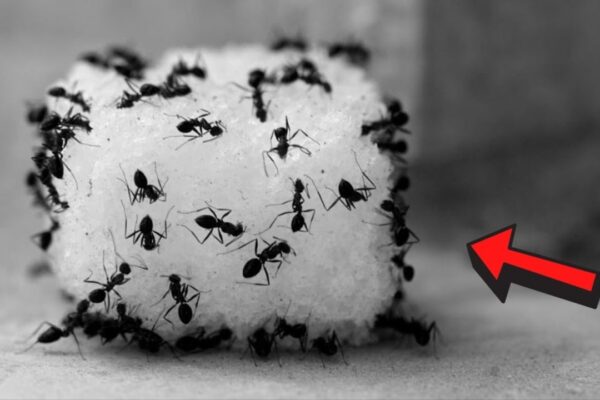 3 Cheap Tricks to Get Rid of Ants In Your Home