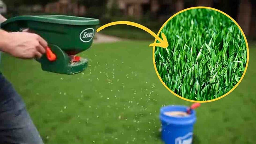 3 Quick Lawn Maintenance Tips for Fall