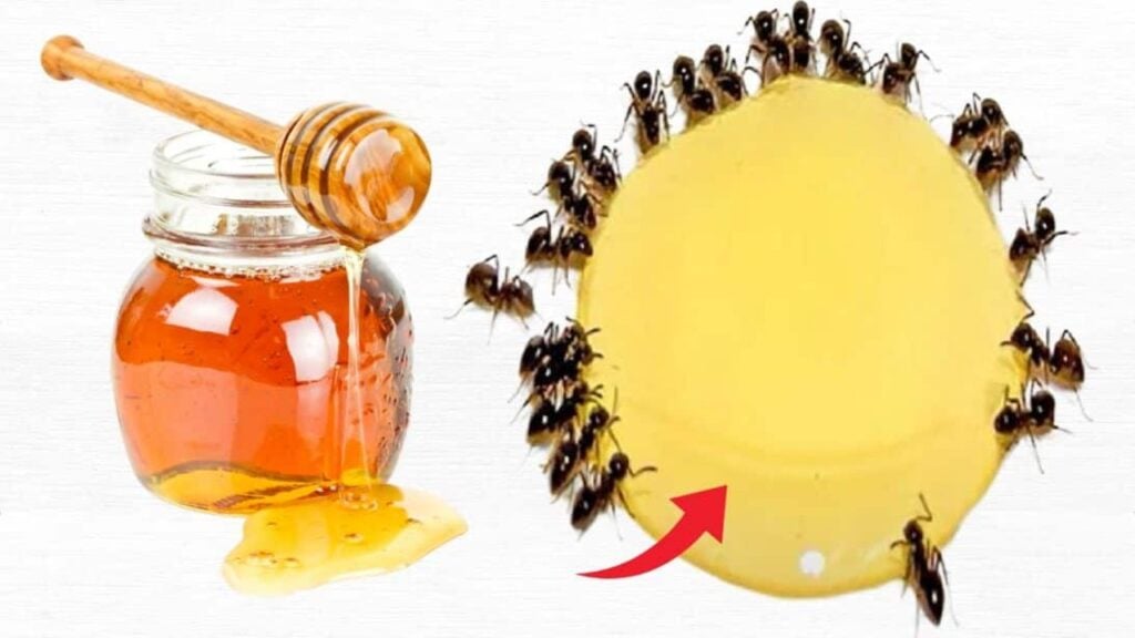Finished 3 Ways to Keep Ants Out of Honey Jars, a completed DIY project