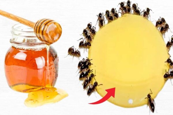 Finished 3 Ways to Keep Ants Out of Honey Jars, a completed DIY project