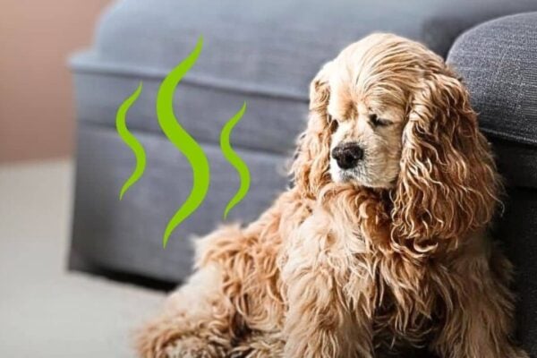 Finished Stinky Dog? 5 Home Remedies That Actually Work, a completed DIY project