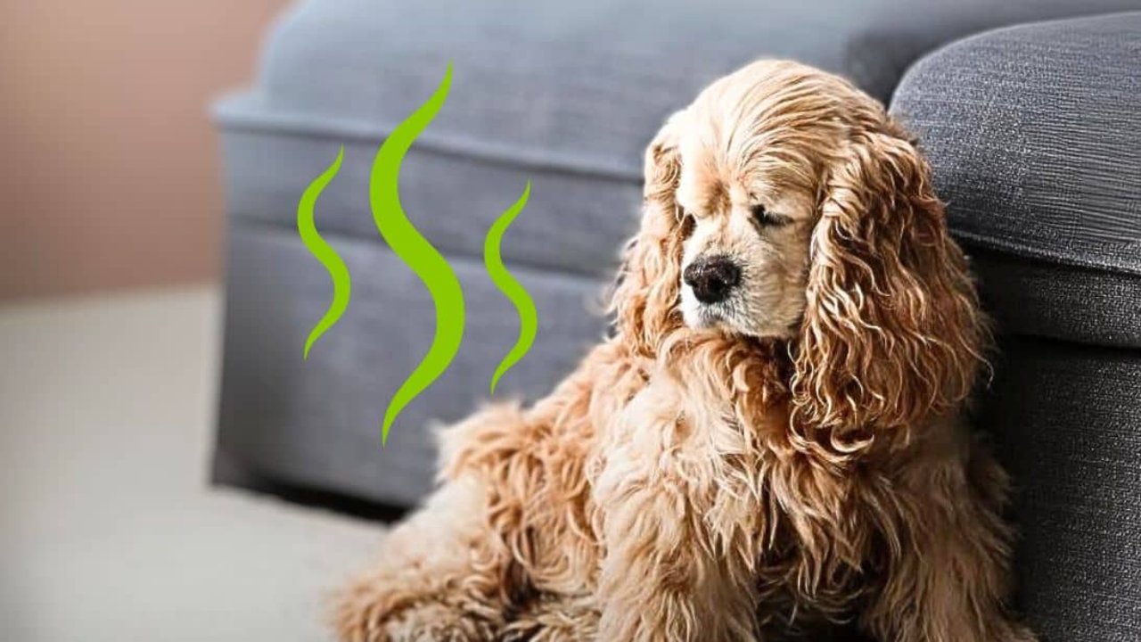 Cream cocker spaniel sitting against a grey sofa with green cartoon stink lines drawn rising beside its shoulder