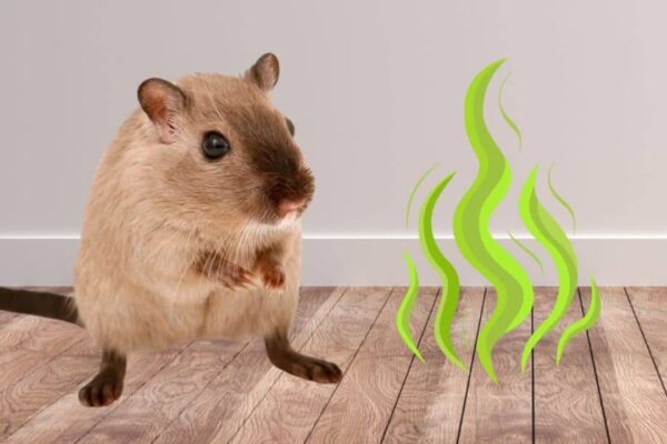 Finished 7 Smells That Mice and Rats Hate, a completed DIY project
