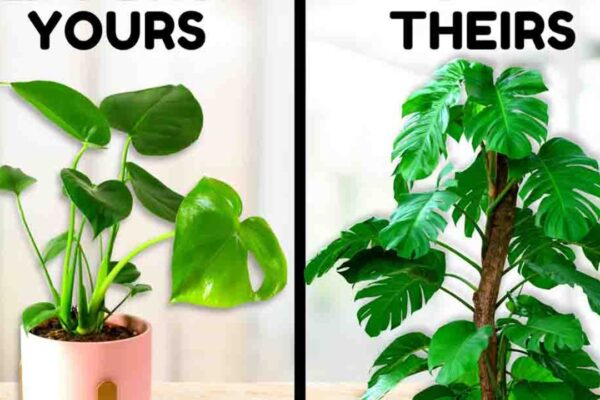 Finished 7 Things Plant Experts Do That You Probably Don’t, a completed DIY project