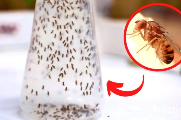 8 Effective Ways To Permanently Get Rid of Fruit Flies