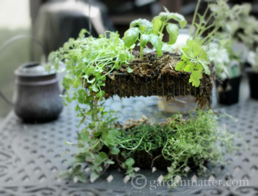 Hanging Herb Garden - DIY Plant Hangers and Stands