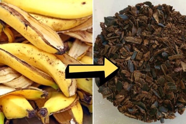 6 Ways To Use Banana Peels As Garden Fertilizer, homemade and freshly served