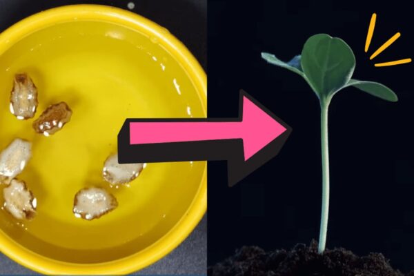 How to Correctly Use Hydrogen Peroxide in Your Garden