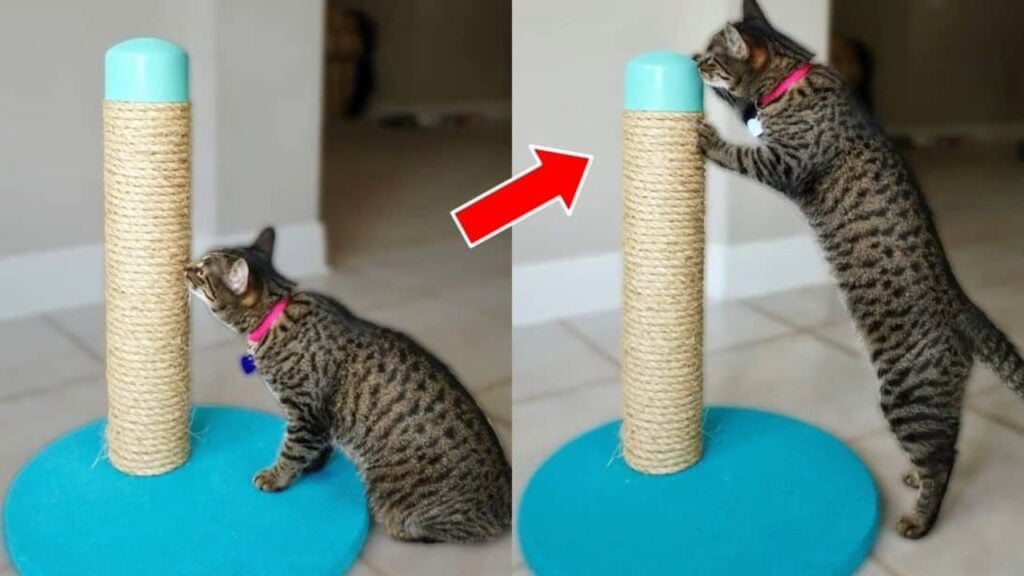 Finished DIY Cat Scratching Post Using PVC Pipe, a completed DIY project